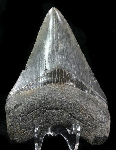 Fossil Megalodon Tooth - Serrated Blade #76547